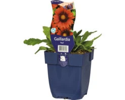 FLORASELF Kokardebloem Gaillardia X Grandiflora 'Red' Ø 11 Cm