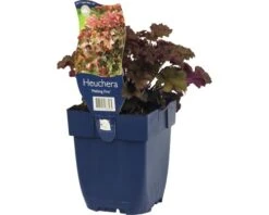 FLORASELF Purperklokje Heuchera Micrantha Ø 11 Cm