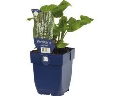 FLORASELF Duizendknoop Persicaria Amplexicaule Ø 11 Cm