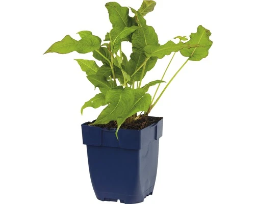 FLORASELF Duizendknoop Persicaria Amplexicaule Ø 11 Cm - Afbeelding 2