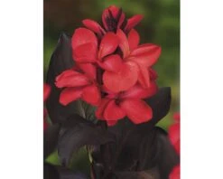 FLORASELF® Bloemriet Canna Red Rood Potmaat Ø 18 Cm