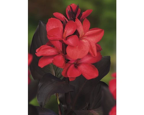 FLORASELF® Bloemriet Canna Red Rood Potmaat Ø 18 Cm