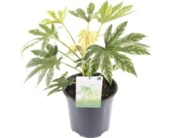 FLORASELF® Vingerplant Fatsia Japonica 'Spiderweb' Potmaat Ø 21 Cm