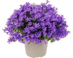 FLORASELF Klokje Campanula Portenschlagiana 'Intens Purple' Potmaat Ø 12 Cm