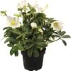 FLORASELF Kerstroos Helleborus Niger 'Christmas Darling' Potmaat Ø 17,0 Cm