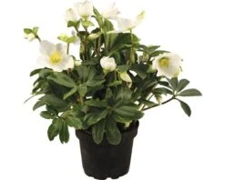 FLORASELF Kerstroos Helleborus Niger 'Christmas Darling' Potmaat Ø 17,0 Cm