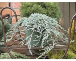 Jeneverbes Juniperus Horizontalis 'Icee Blue' Potmaat Ø 20 Cm H 30-40 Cm