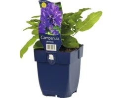 FLORASELF Kluwenklokje Campanula Glomerata Ø 11 Cm