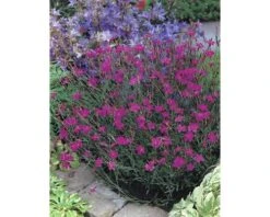 FLORASELF Steenanjer Dianthus Deltoides Ø 11 Cm