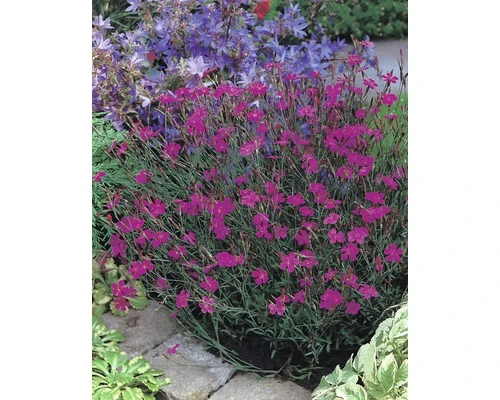 FLORASELF Steenanjer Dianthus Deltoides Ø 11 Cm