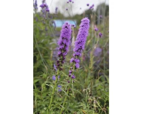 FLORASELF Lampenpoetser Liatris Spicata Ø 11 Cm