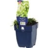 FLORASELF Tijm Thymus Praecox Ø 11 Cm