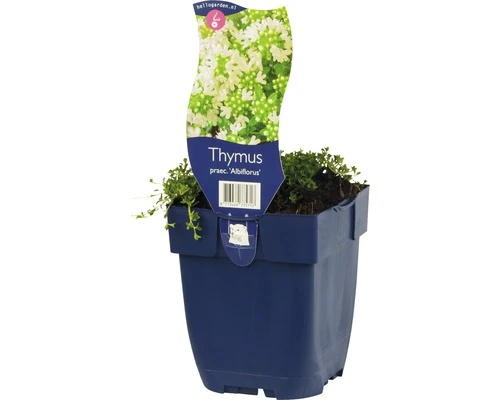 FLORASELF Tijm Thymus Praecox Ø 11 Cm