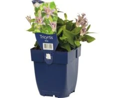 FLORASELF Paddelelie Tricyrtis Hirta Ø 11 Cm