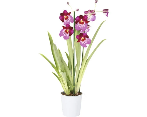 FLORASELF Orchidee Miltonia 'Newton Falls' Potmaat Ø 12 Cm H 40-50 Cm - Afbeelding 2