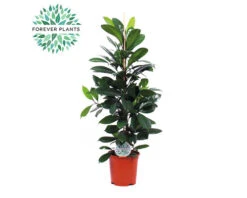 FLORASELF Vijgenboom Ficus Cyathistipula Potmaat Ø 21 Cm H 105 Cm