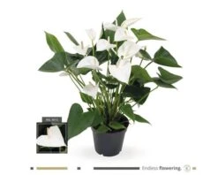 Flamingoplant FloraSelf Anthurium Andreanum H 55-60 Cm Ø 17 Cm Pot