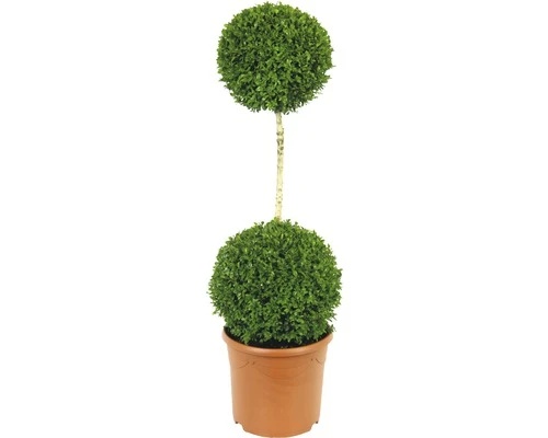 FLORASELF® Buxus Bol Op Stam Sempervirens 2 Bollen 80-90 Cm