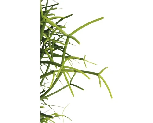 FLORASELF Koraalcactus Rhipsalis Heteroclada Potmaat Ø 18,0 Cm H 10-20 Cm - Afbeelding 4