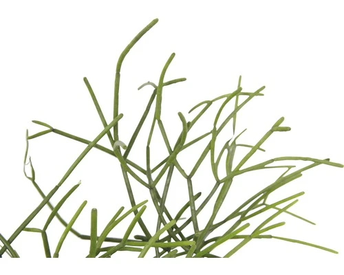 FLORASELF Koraalcactus Rhipsalis Heteroclada Potmaat Ø 18,0 Cm H 10-20 Cm - Afbeelding 5