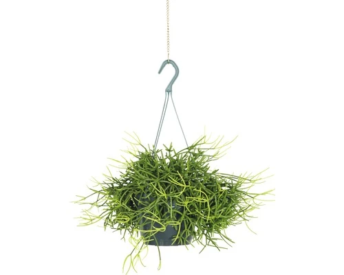 FLORASELF Koraalcactus Rhipsalis Heteroclada Potmaat Ø 18,0 Cm H 10-20 Cm - Afbeelding 2