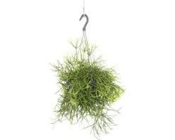 FLORASELF Koraalcactus Rhipsalis Heteroclada Potmaat Ø 18,0 Cm H 10-20 Cm