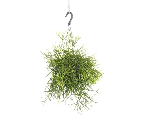 FLORASELF Koraalcactus Rhipsalis Heteroclada Potmaat Ø 18,0 Cm H 10-20 Cm