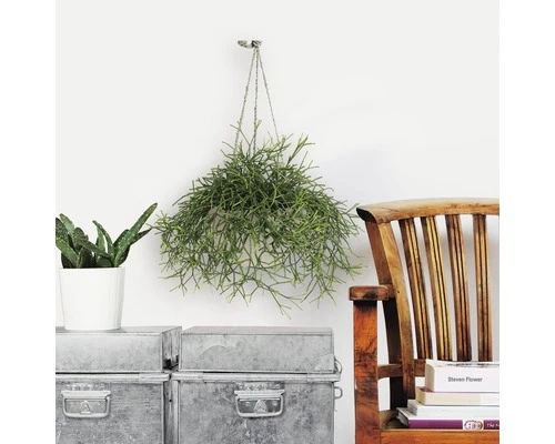 FLORASELF Koraalcactus Rhipsalis Heteroclada Potmaat Ø 18,0 Cm H 10-20 Cm - Afbeelding 3