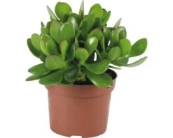 FLORASELF Crassula Potmaat Ø 12,0 Cm H 15-20 Cm