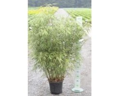FLORASELF Bamboe Fargesia 'Asien Wonder' Potmaat 15 L H 100-125 Cm