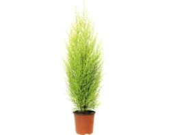 FLORASELF Dwerg Conifeer Cupressus Macrocarpa Wilma Potmaat Ø 14 Cm H 65-80 Cm