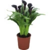 FLORASELF Aronskelk Zantedeschia Rehmanii 'Odessa' Potmaat Ø 13 Cm H 40-45 Cm