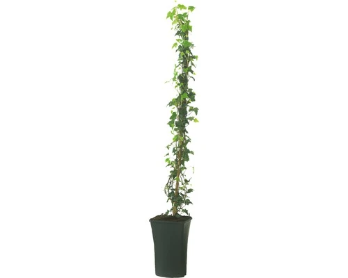 FLORASELF Klimplant Hedera Hibernica C4 - Afbeelding 2