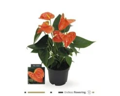 Flamingoplant FloraSelf Anthurium Andreanum H 35-40 Cm Ø 12 Cm Pot
