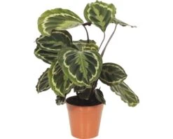 FLORASELF Calathea Calathea Ornata 'Medallion' Potmaat Ø 14.0 Cm H 30-40 Cm