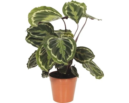 FLORASELF Calathea Calathea Ornata 'Medallion' Potmaat Ø 14.0 Cm H 30-40 Cm