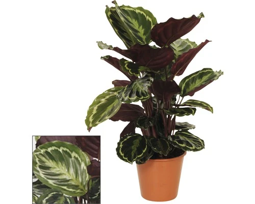 FLORASELF Calathea Calathea Ornata 'Medallion' Potmaat Ø 14.0 Cm H 30-40 Cm - Afbeelding 2