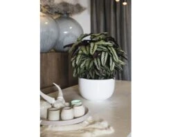 FLORASELF Calathea Whitestar Ø14 Cm H45-50 Cm