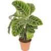 FLORASELF Calathea Zebrina Ø14 Cm H60 Cm