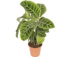FLORASELF Calathea Zebrina Ø14 Cm H60 Cm