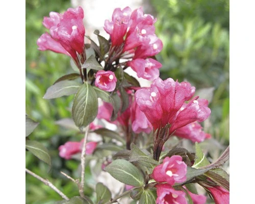 FLORASELF® Weigelia Weigela Florida 'Alexandra' Potmaat Ø21 Cm - Afbeelding 2