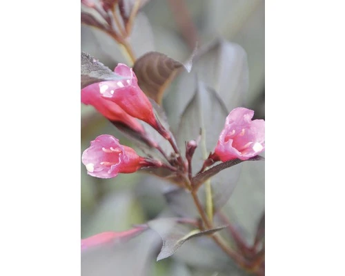 FLORASELF® Weigelia Weigela Florida 'Alexandra' Potmaat Ø21 Cm - Afbeelding 3