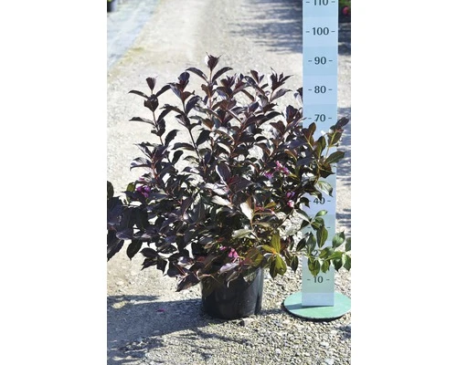 FLORASELF® Weigelia Weigela Florida 'Alexandra' Potmaat Ø21 Cm